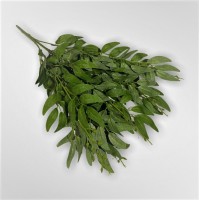 Рускус букет 
